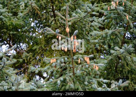 New cones in the fir branches. One branch silvered with cones. Stock Photo