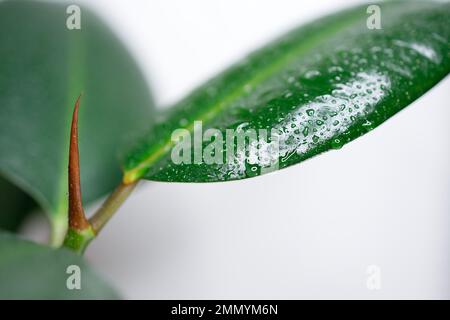 Close up of water drops on ficus elastica foliage. New leaf growth with red husk of tropical Rubber tree indoor plant on white background. Copy space. Stock Photo