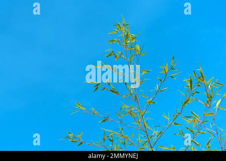 Bamboo plant branches with green leaves against blue sky Stock Photo
