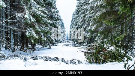 Snow landscape with damaged fir tree in forest. Stock Photo