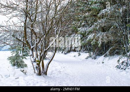 Snowy trees and path in the forest. Stock Photo