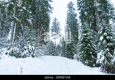 Winter landscape with snowy fir trees and road in the forest. Stock Photo