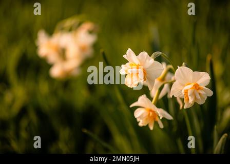 fascinates with the smell of narcissus flower blooming in winter Stock Photo