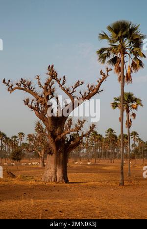 Senegal, Saloum delta listed as World Heritage by UNESCO, baobab tree and herd of zebus in the middle of a palm palm forest Stock Photo