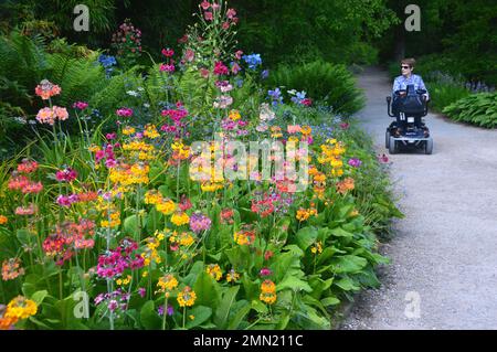 Woman in Motorised Wheelchair by Rainbow Mix Candelabra Primulas 'Primula Aurantiaca' Primrose Flowers grown in a Border at RHS Garden Harlow Carr. Stock Photo