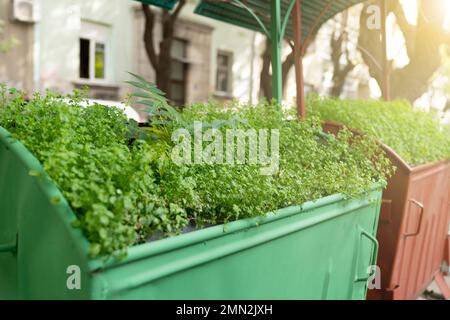 Plants grow in garbage cans on a city street. Preservation of nature. Stock Photo