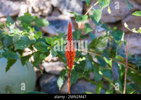 Aloe arborescens, Candelabra aloe Flower Stock Photo