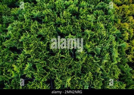 Close-up green thuja branches. Green plants background. Stock Photo