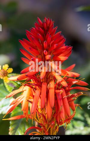 Aloe arborescens, Candelabra aloe Flower Stock Photo