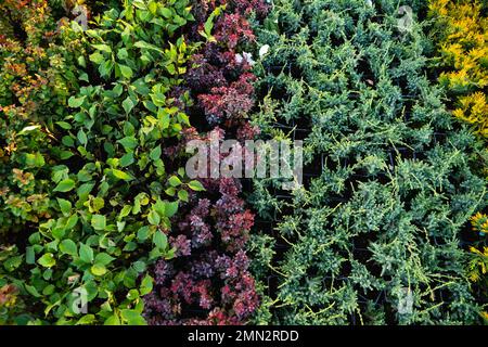 Close-up green thuja branches. Green plants background. Stock Photo