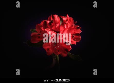 Close up of one red Alstroemeria ,Peruvian lily ,on black background Stock Photo
