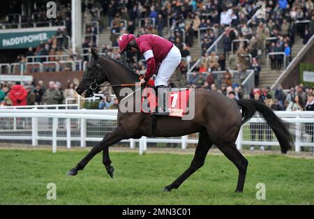 Race Three. The Glenfarclas Cross Country Chase.   Delta Work ridden by Robert James on the way to the start.    Horse Racing at Cheltenham Racecourse Stock Photo