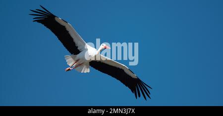 Flying stork under blue sky, stork flying in nature (Ciconia ciconia) Stock Photo