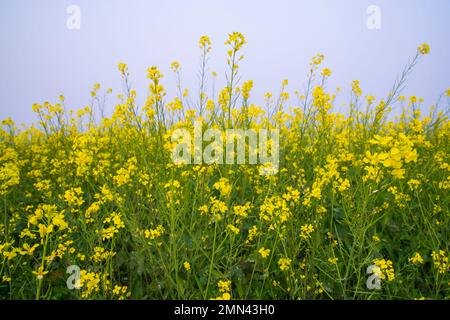 Yellow Rapeseed flowers in the field with blue sky. selective focus Natural landscape view Stock Photo
