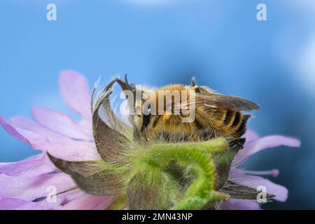 Male pantalon bee, Dasypoda hirtipes on field scabious, Knautia arvensis, closeup photo. Stock Photo