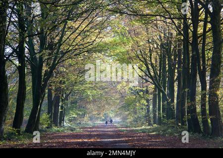 Walkers in morning sunlight amongst the beech trees in Grovely Wood, Wiltshire.