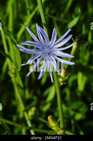Chicory flower (Cichorium intybus) growing in the wild in the early springtime. Oeiras, Portugal. Widely used as a natural remedy. Stock Photo