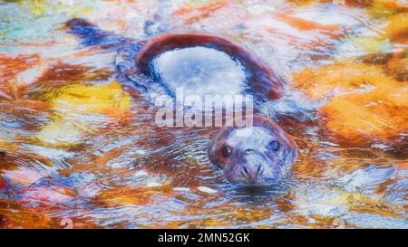 Grey seal pup swimming near the shore Stock Photo