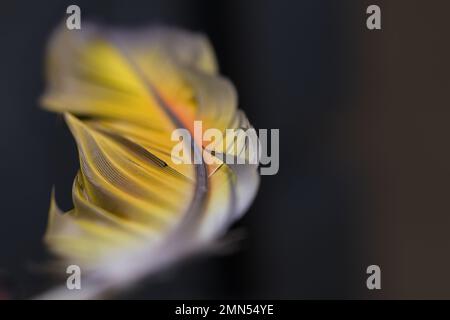 Parrot feather macro texture, feather, animal UK, Macaw, yellow, orange and grey Stock Photo