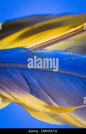 Parrot feather macro texture, feather, animal UK, Macaw, blue and yellow Stock Photo