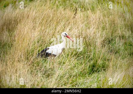 The stork (Ciconia ciconia), Stock Photo