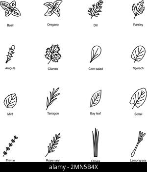 Set of icons of culinary herbs, vector illustration Stock Vector