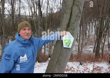 30 January 2023, Thuringia, Jena: Silvester Tamàs from the Thuringia Nature Conservation Union stops in the Dorlwald forest near Jena. A sign on a tree. This piece of forest has been designated as the third lynx forest by the nature conservation association. In the future, lynxes should be able to settle here. Photo: Bodo Schackow/dpa Stock Photo