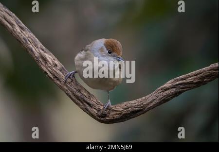 Eurasian blackcap, (Sylvia atricapilla) female perched on a branch in autumn, Spain. Stock Photo