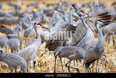 Active sandhill cranes interact with wings and beaks in flock feeding in winter corn field of waterfowl refuge in New Mexico, United States Stock Photo