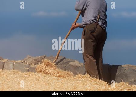 The farmer fanning wheat separating the wheat from the chaff Stock Photo