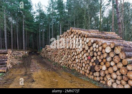 Stacked cut timber on the Sandringham Estate in Norfolk. Stock Photo