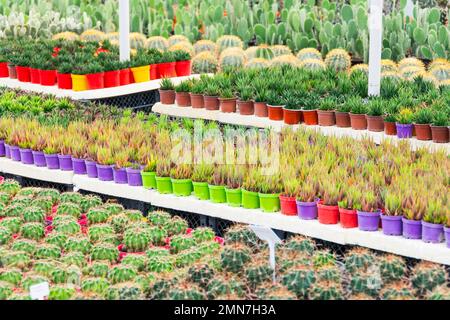 Industrial cactus farm in a greenhouse with many different types of cacti and succulents grown for sale in retail chains Stock Photo
