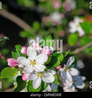 Blossoming apple tree, malus, in spring in a close-up Stock Photo
