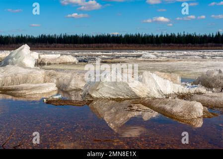 The ice floe lies aground. Ice drift on the spring river in Yakutia Vilyui against the background of the taiga forest and water over the clouds during Stock Photo
