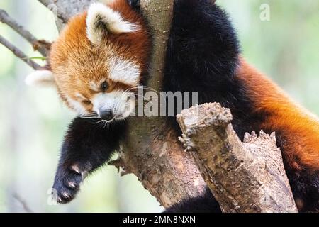 Red panda (Ailurus fulgens refulgens) up in a tree at Zoo Atlanta near downtown Atlanta, Georgia. (USA) Stock Photo