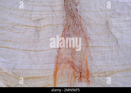 Natural sandstone texture background rock formations slice of sand with clay soil layers of different structures. Picturesque sandstones. Plant root a Stock Photo