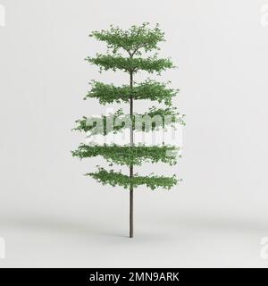 3d illustration of terminalia mantaly tree isolated on white background Stock Photo