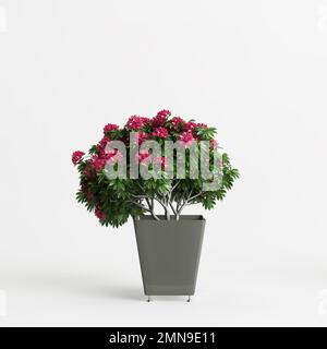 3d illustration of potted rhododendron leaves flower isolated on white ...