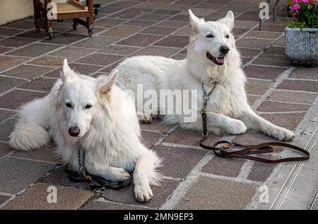 Pair of Swiss Shepherd Dogs posing in a street Stock Photo