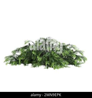 3d illustration of creeping plum yew isolated on white background Stock Photo