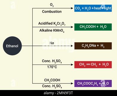 Ethanol is a renewable fuel made from corn and other plant materials. Stock Vector