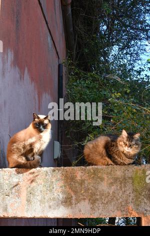 Two cats on a wall in the narrow street of an Italian village. Stock Photo