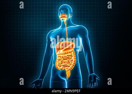 Xray anterior or front view of full human digestive system 3D rendering illustration with male body contours. Human anatomy, gastrointestinal tract, m Stock Photo