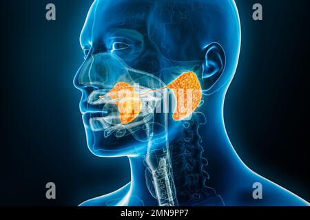 Parotid gland and duct xray 3D rendering illustration with male body contours. Human anatomy, digestive system, medical, biology, science, healthcare Stock Photo