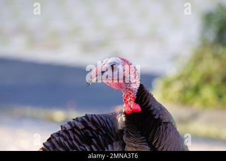 Wild Turkey Portrait Stock Photo