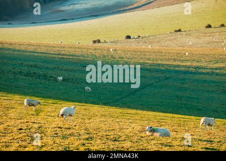 Winter morning on the South Downs in West Sussex, England. Stock Photo