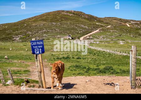 Calf on the new path to Murder Hole beach, officially called Boyeeghether Bay in County Donegal, Ireland. Stock Photo