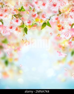 Beautiful pink and white cherry flowers on  blurred light background. Spring floral background with copy space. Stock Photo