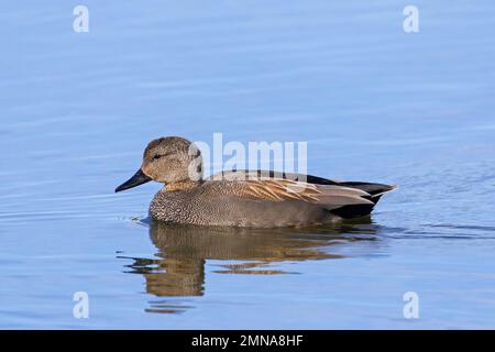 Gadwall (Mareca strepera / Anas strepera) drake / male dabbling duck in breeding plumage swimming in lake Stock Photo