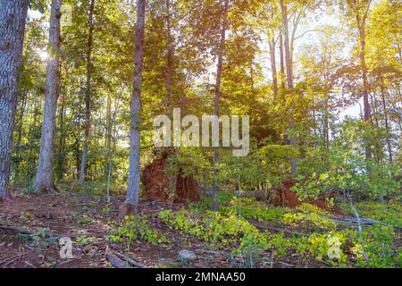 Tree with roots in forest has been uprooted during strong hurricane, uprooting broken fallen tree with roots Stock Photo